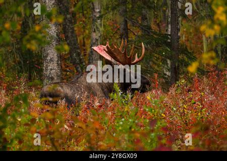 Bull moose after shedding velvet in autumn red foliage in Alaska Stock Photo
