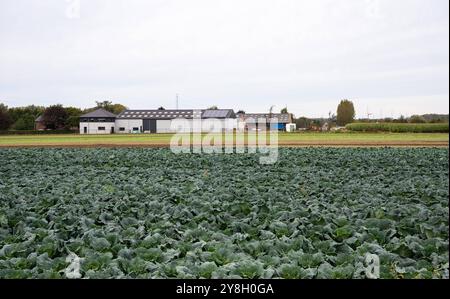 Brussels sprouts field at the Flemish countryside in Merchtem, Flanders, Belgium Stock Photo