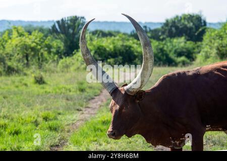 Ankole long- horned cattle Stock Photo