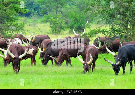 Ankole long- horned cattle Stock Photo