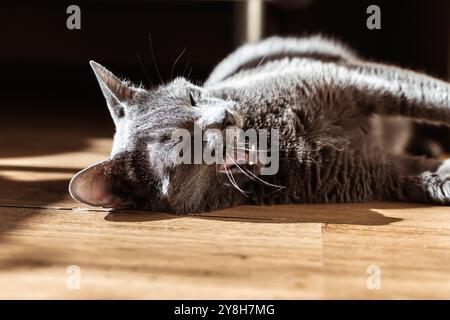 Russian blue cat is lying on the floor and yawning in the sunny room Stock Photo