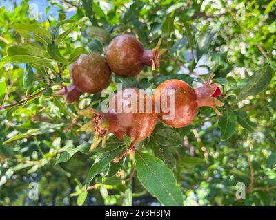 Close up photo of couple of pomegranates hanging on a branch and tree with leaf. Copy space photo. Stock Photo