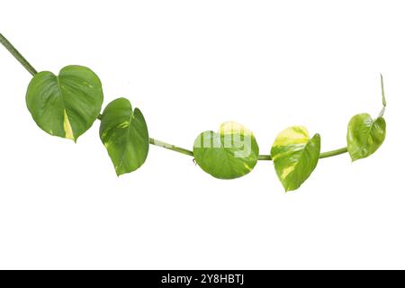 Vine golden pothos leaves isolated on white background Stock Photo