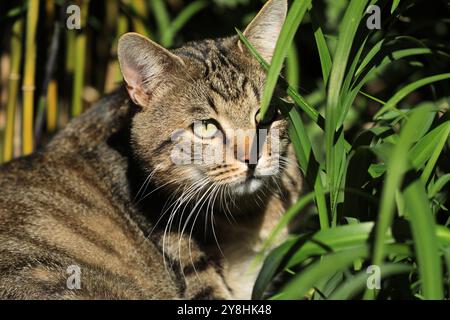 Cat lying in the grass on a meadow Stock Photo