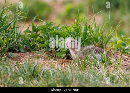 European ground squirrel, Spermophilus citellus, Spis castle, Slovakia Stock Photo