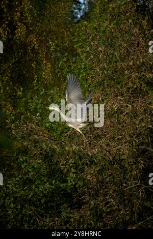 grey heron in natural habitat (ardea cinerea) Stock Photo