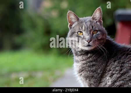 A portrait of a cute house cat male outdoors Stock Photo
