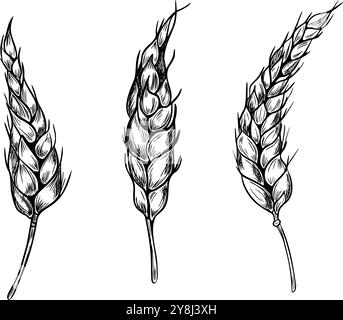 Wheat ear on stem monochrome graphic vector illustration isolated. Set of spikelet rye, barley black white hand drawn by ink in botanical sketch for Stock Vector