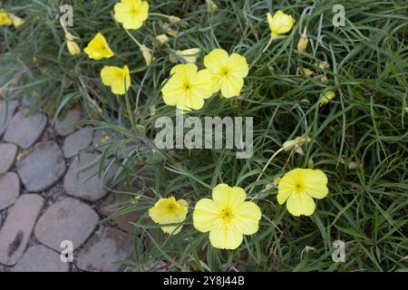 Oenothera macrocarpa fremontii - evening primrose flowers. Stock Photo