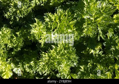 Apium graveolens 'Zwolsche Krul' leaf celery growing in a garden. Stock Photo