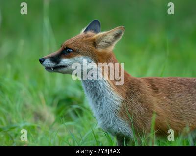 Red fox on alert [ vulpes vulpes] in Bristol UK Stock Photo