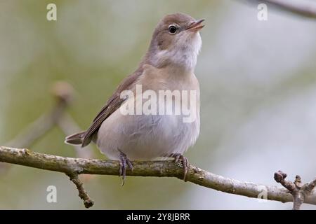 Garden warbler (Sylvia borin) singing in a tree Stock Photo