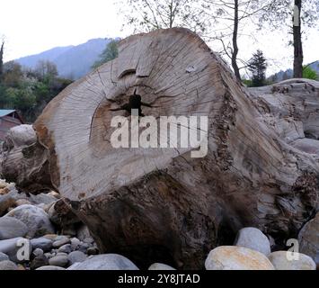 Sawed stump of an aged tree lying by a dried river bed filled with stones Stock Photo