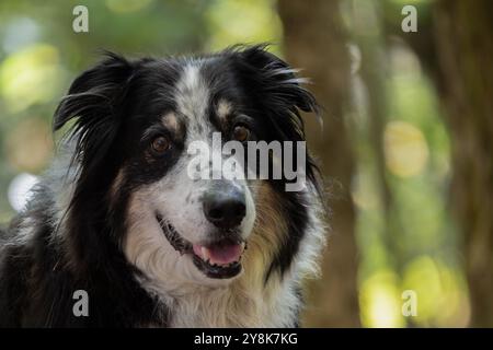 Beautiful border Callie Australian shepherd senior dog portrait Stock Photo