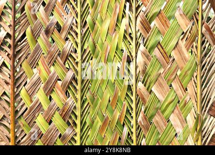 Eco-friendly wall woven from a coconut leaf. Abstract nature background. Stock Photo