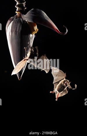 Orange Nectar Bat(s) (Lonchophylla robusta) of Costa Rica Stock Photo