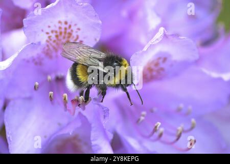 A Bumblebee pollunating pink Azalias (genus Bombus) in Munich, Germany. Stock Photo