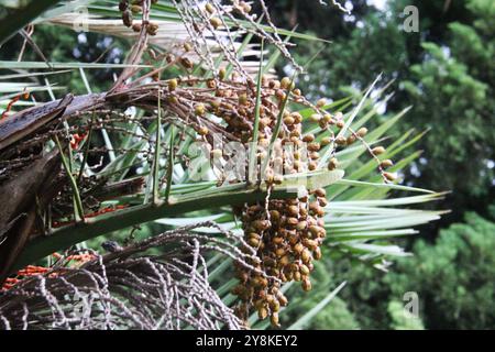 Date Palm Tree Close Up Photo Stock Photo