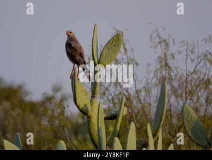 Juvenile Southern Pale Chanting goshawk (Melirax canorus) sitting on a mature Prickly Pear Cactus tree (Cactaceae) on the Kersvlakte in Namaqualand, S Stock Photo