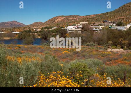 Yellow daisies and Quiver trees growing at a dam in the montainous outskirts of Springbok, Northern Cape in Namaqualand, South Africa. Stock Photo