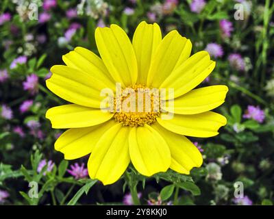 wild yellow flower Stock Photo