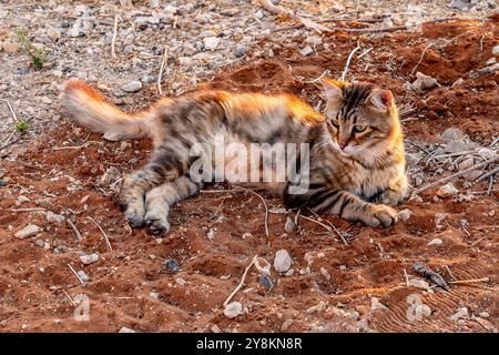 cat is lying on the ground Stock Photo
