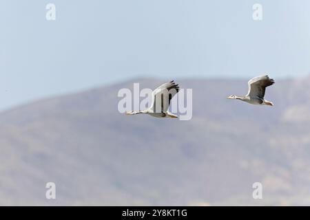 Bar-headed goose (Anser indicus) in flight Stock Photo