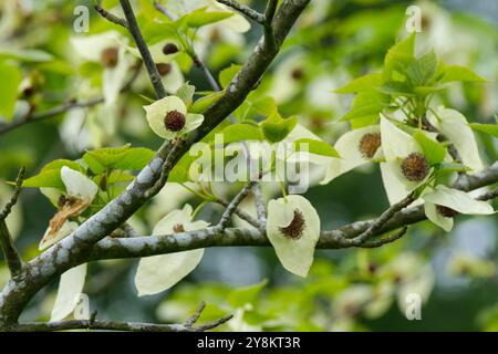 Davidia involucrata, dove-tree, handkerchief tree, pocket handkerchief tree, white bracts surround purplish-red flower head in late spring Stock Photo