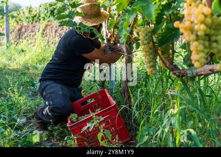 Vineyard worker in straw hat harvesting white grapes by hand. Red crate with freshly picked grapes. Scene showcases manual labor in winemaking and sus Stock Photo