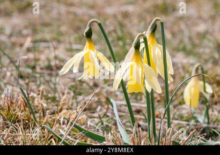 wild daffodil, Narcissus pseudonarcissus, Berga, Catalonia, Spain Stock Photo