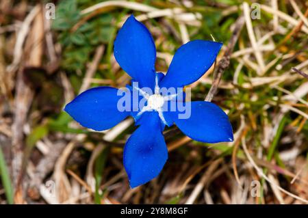 spring gentian, Gentiana verna, Berga, Catalonia, Spain Stock Photo