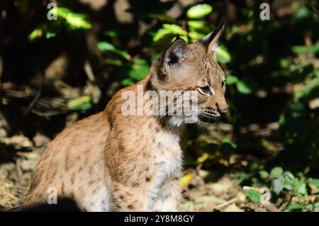 16-week old Carpathian Lynx kitten at Dartmoor Zoo Park, Devon. Stock Photo