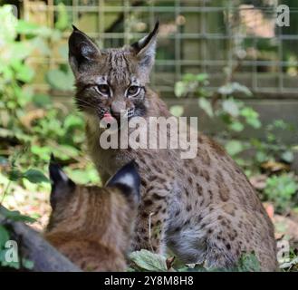 16-week old Carpathian Lynx kittens at Dartmoor Zoo Park, Devon. Stock Photo