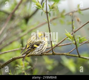 Female black-headed goldfinch sitting on a twig Stock Photo