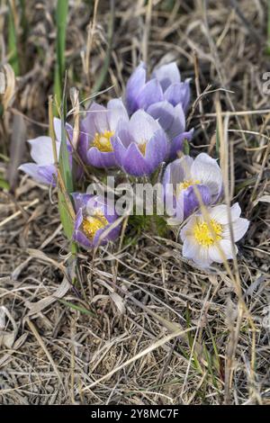 Close up Crocus purple in Saskatchewan Canada Stock Photo