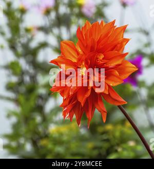 Closeup of a dahnlia flower blossom in the garden Stock Photo