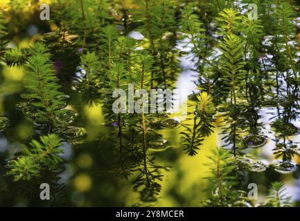 A lot of watermilfoil plants in a pond Stock Photo