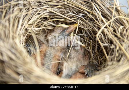 Newborn Baby Robins in nest Canada Baby Stock Photo