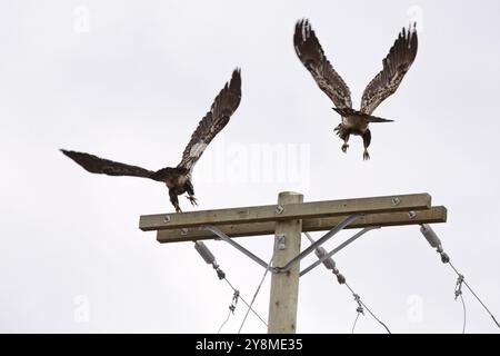 Bald Eagle British Columbia gathering place Ladner Richmond Stock Photo