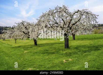 Spring scenic with white flowering cherry trees Stock Photo