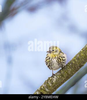 Female black-headed goldfinch sitting on a twig Stock Photo