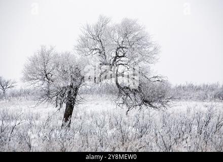 Saskatchewan plains winter extreme cold prairie scenic Stock Photo