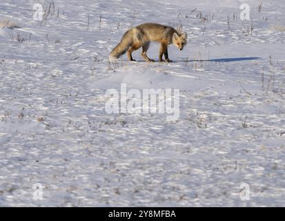 Red Fox Hunting Canada in Northern Saskatchewan Stock Photo