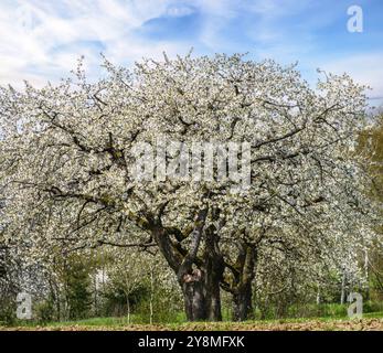 Spring scenic with white flowering cherry trees Stock Photo
