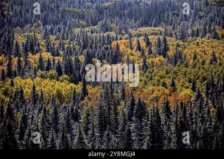 Cypress Hills First Snowfall Alberta Saskatchewan Canada Stock Photo