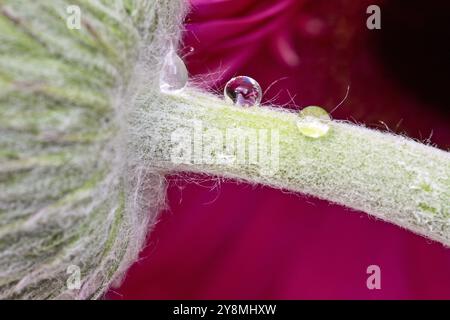 Gerbera Macro Close Up pink flower natural light Stock Photo