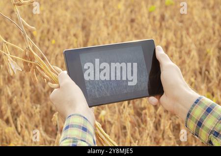 Farmer using tablet computer for inspecting soy at field Stock Photo