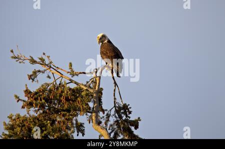 Bald Eagle British Columbia gathering place Ladner Richmond Stock Photo