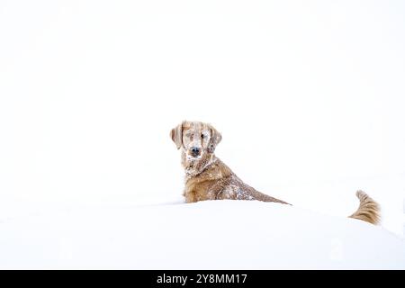 Golden Retreiver Winter in Saskatchewan Kanada Rot Stock Photo