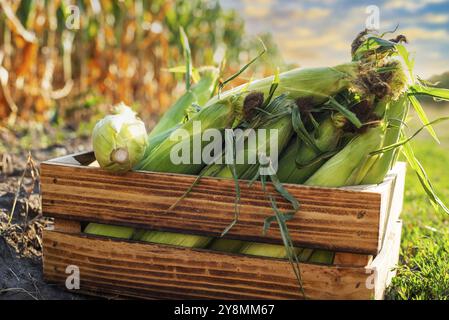 Maize cobs in wooden crate with corn field at background sunset summer time somewhere in Ukraine Stock Photo